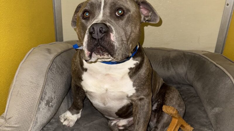 Utah Dog Park Airport, A Thrive Pet Healthcare Partner - Salt Lake City, UT