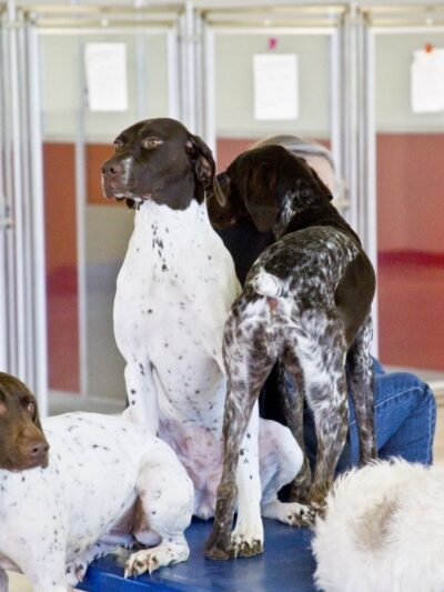 Utah Dog Park Airport, A Thrive Pet Healthcare Partner - Salt Lake City, UT