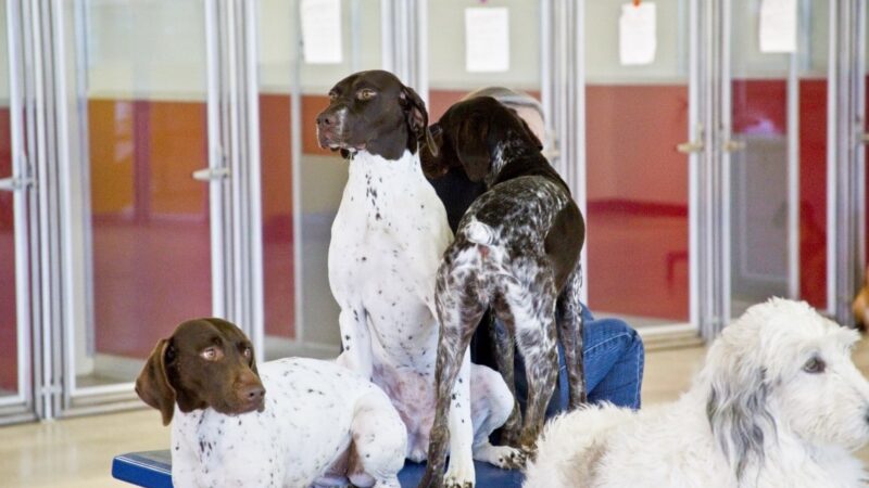Utah Dog Park Airport, A Thrive Pet Healthcare Partner - Salt Lake City, UT