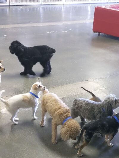 Utah Dog Park Airport, A Thrive Pet Healthcare Partner - Salt Lake City, UT