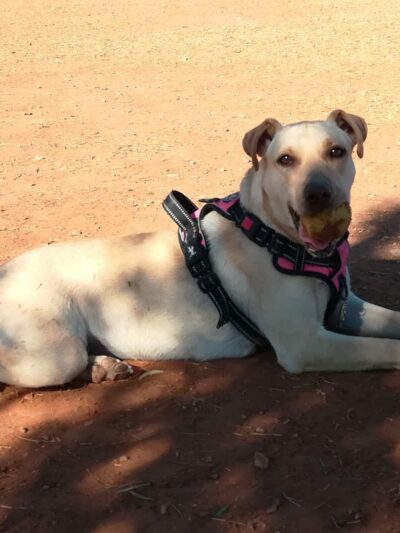 San Angelo Dog Park - San Angelo, TX