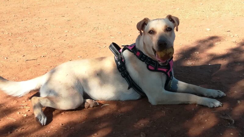 San Angelo Dog Park - San Angelo, TX