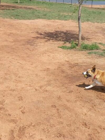 San Angelo Dog Park - San Angelo, TX
