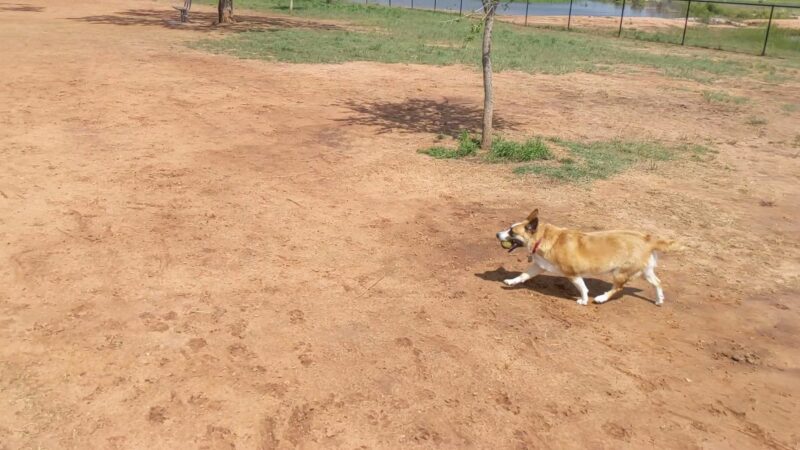 San Angelo Dog Park - San Angelo, TX
