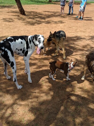 San Angelo Dog Park - San Angelo, TX