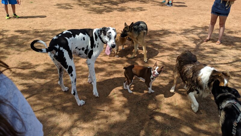 San Angelo Dog Park - San Angelo, TX