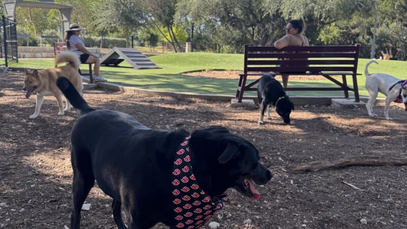 Coyote Dog Park - San Antonio, TX