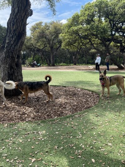 Coyote Dog Park - San Antonio, TX