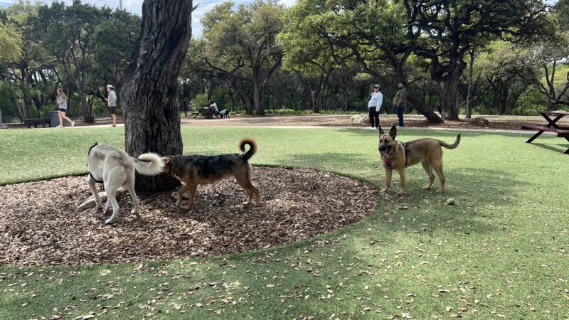 Coyote Dog Park - San Antonio, TX