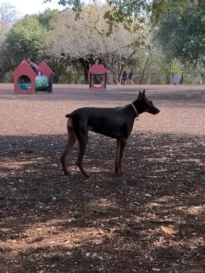 McAllister Dog Park - San Antonio, TX