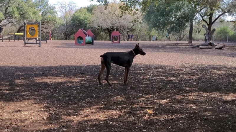 McAllister Dog Park - San Antonio, TX