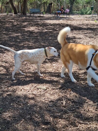 McAllister Dog Park - San Antonio, TX