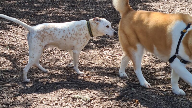 McAllister Dog Park - San Antonio, TX