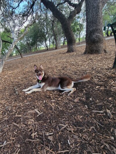 McAllister Dog Park - San Antonio, TX