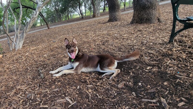 McAllister Dog Park - San Antonio, TX