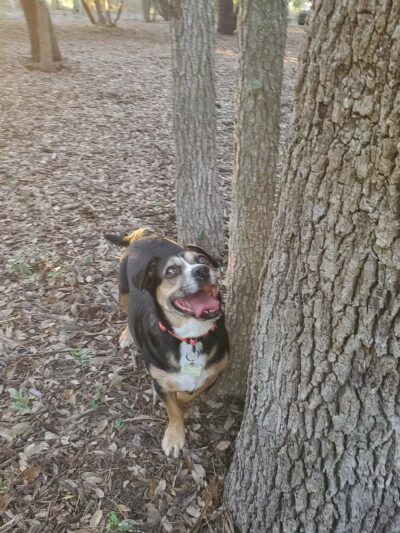McAllister Dog Park - San Antonio, TX