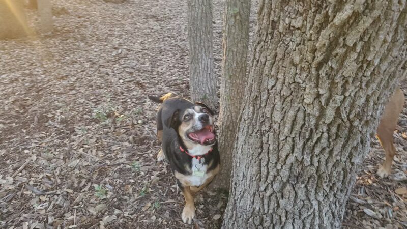 McAllister Dog Park - San Antonio, TX