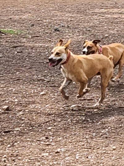 Olmos Park Dog Park - San Antonio, TX