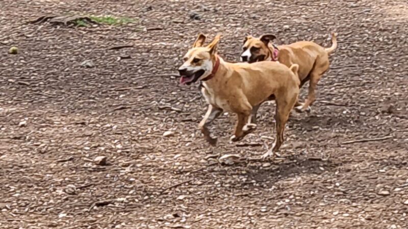 Olmos Park Dog Park - San Antonio, TX