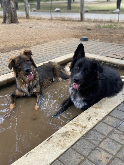 Olmos Park Dog Park - San Antonio, TX