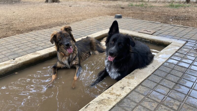 Olmos Park Dog Park - San Antonio, TX