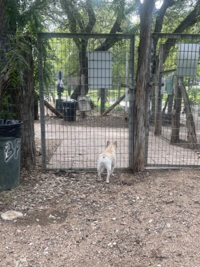 Olmos Park Dog Park - San Antonio, TX