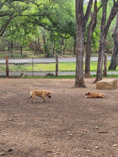 Olmos Park Dog Park - San Antonio, TX