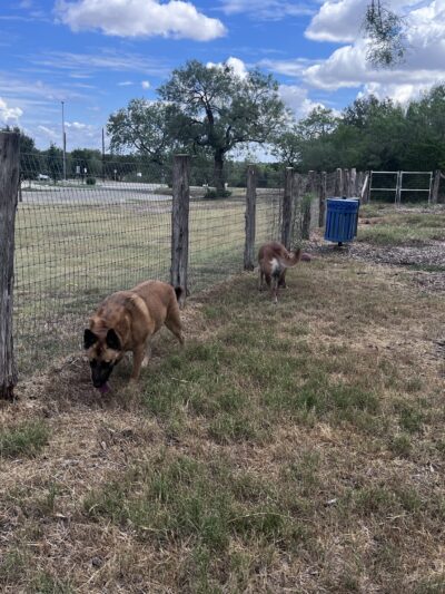 Southside Lions Dog Park - San Antonio, TX