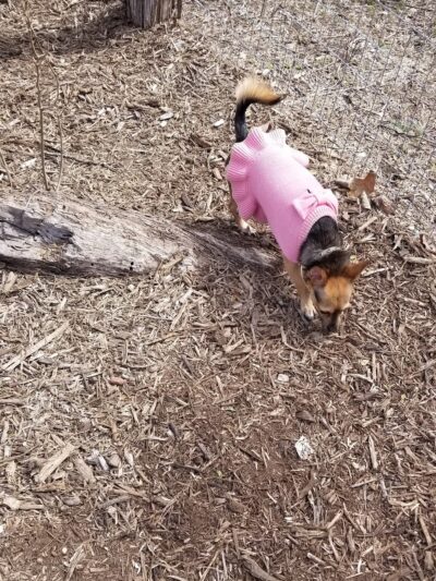 Southside Lions Dog Park - San Antonio, TX