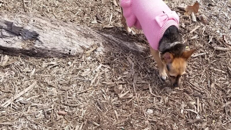 Southside Lions Dog Park - San Antonio, TX