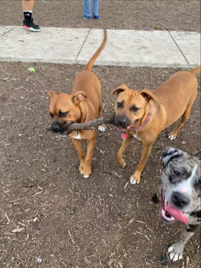 Southside Lions Dog Park - San Antonio, TX