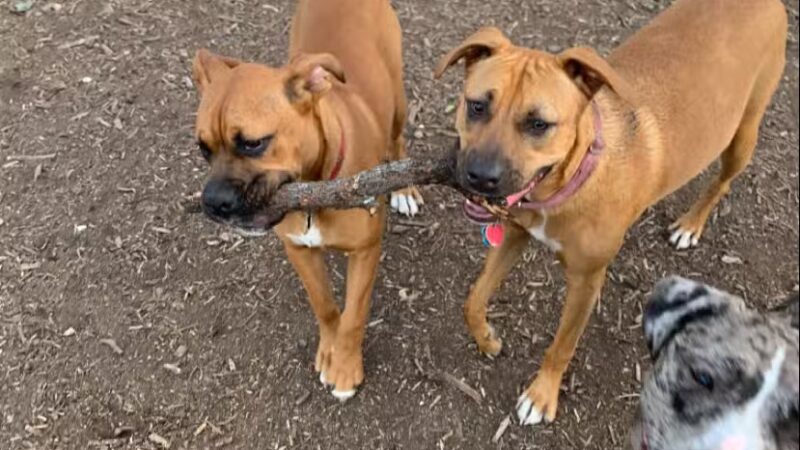 Southside Lions Dog Park - San Antonio, TX