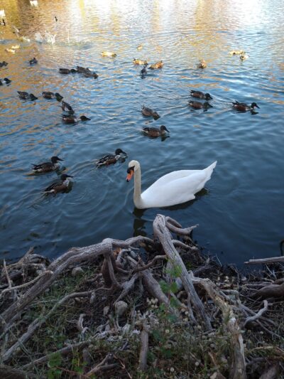 Woodlawn Lake Dog Park - San Antonio, TX