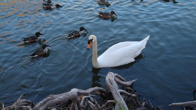 Woodlawn Lake Dog Park - San Antonio, TX