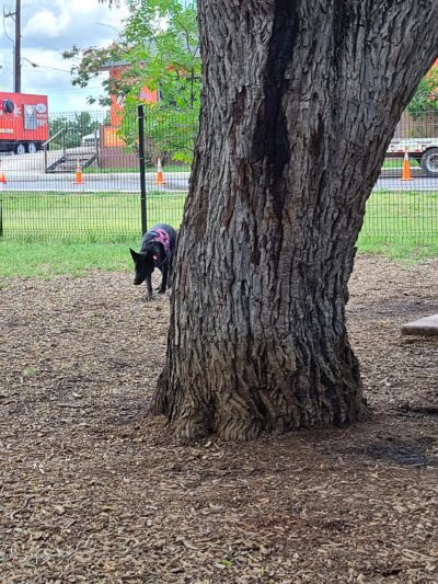 Woodlawn Lake Dog Park - San Antonio, TX