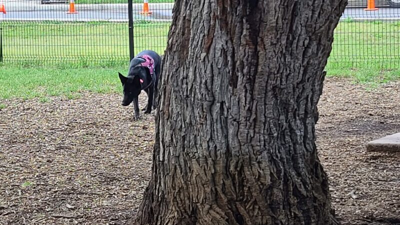 Woodlawn Lake Dog Park - San Antonio, TX