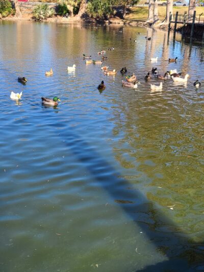 Woodlawn Lake Dog Park - San Antonio, TX