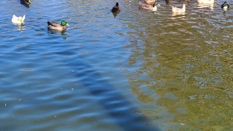 Woodlawn Lake Dog Park - San Antonio, TX