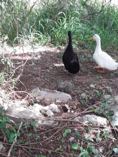 Woodlawn Lake Dog Park - San Antonio, TX