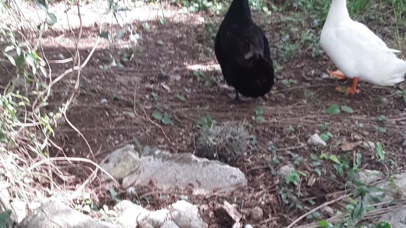 Woodlawn Lake Dog Park - San Antonio, TX