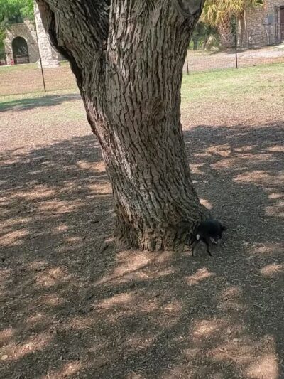 Woodlawn Lake Dog Park - San Antonio, TX