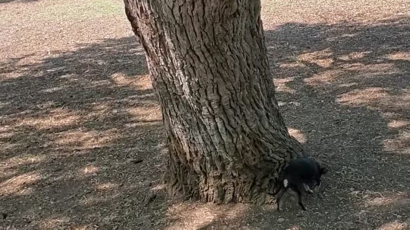 Woodlawn Lake Dog Park - San Antonio, TX