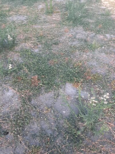 Dog Park at Seccombe Lake - San Bernardino, CA