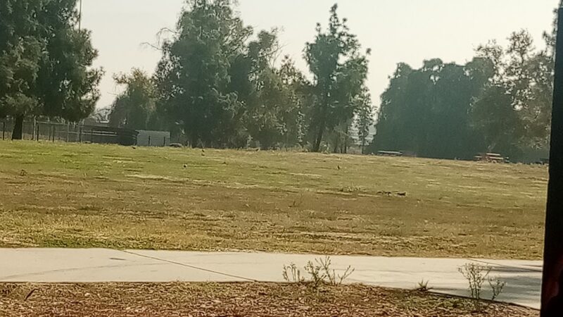 Dog Park at Seccombe Lake - San Bernardino, CA