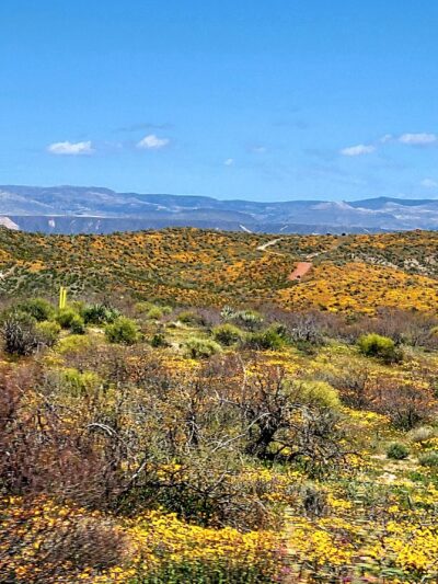 San Carlos Apache Skate Park - San Carlos, AZ