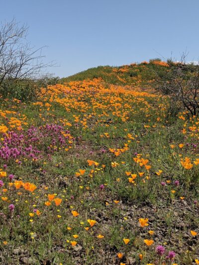 San Carlos Apache Skate Park - San Carlos, AZ
