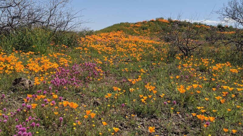 San Carlos Apache Skate Park - San Carlos, AZ