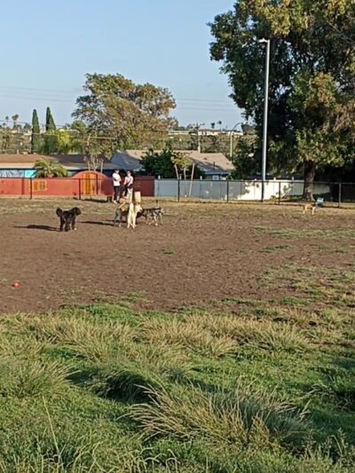 Allied Gardens Dog Park - San Diego, CA