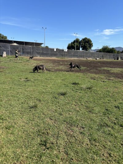 Allied Gardens Dog Park - San Diego, CA