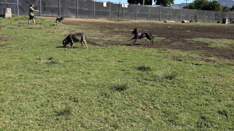 Allied Gardens Dog Park - San Diego, CA